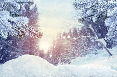 Güzel karlı ormanda sabah ya da akşam. Kış mevsimi