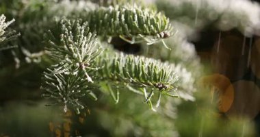 Yılbaşı ağacına düşen karlar bulanık ışıklara karşı, yakın çekim. Bokeh etkisi
