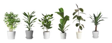 Beyaz tencerelerde izole edilmiş ev bitkileri koleksiyonu