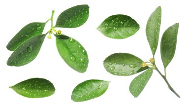 Citrus bitkisi. Yeşil yapraklar beyaz üzerine izole edilmiş