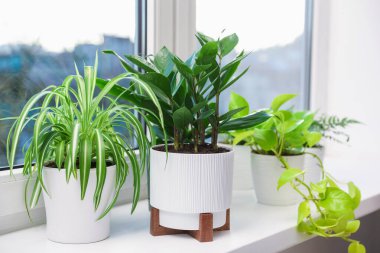 Pencere pervazında güzel saksılar var.