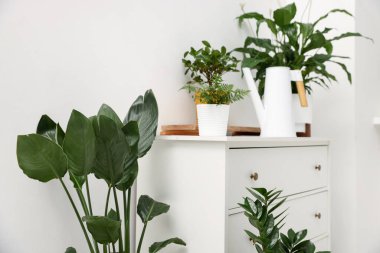 Beyaz duvarın yanındaki şifoniyerde farklı yeşil bitkiler ve su bidonu var.