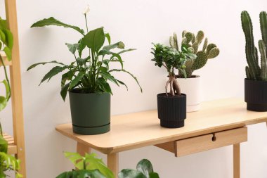 Beyaz duvarın yanındaki ahşap masada farklı yeşil bitkiler var.