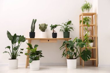 Ahşap masada farklı yeşil bitkiler, raf ünitesi ve zemin kapalı.