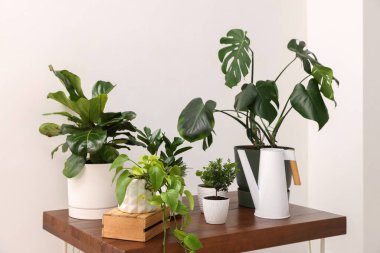 Farklı yeşil bitkiler ve su bidonu beyaz duvarın yanındaki ahşap masada.