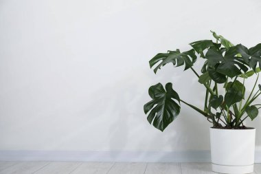 Beyaz duvarın yanında, yerde, tencerede büyüyen güzel bir canavar. Metin için boşluk