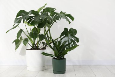 Güzel bir çömlek canavarı ve mısır sapı dracaena. Beyaz duvarın yanında. Metin için boşluk