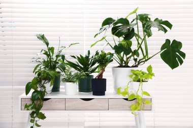 Pencerenin yanındaki masada farklı saksı bitkileri var.