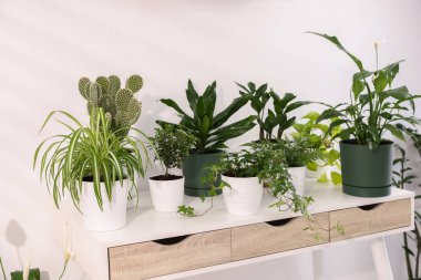 Evdeki masada farklı güzel saksılar var.