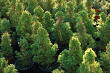 Pazardaki saksılarda pek çok küçük ladin ağacı, yakın plan. Noel kutlaması