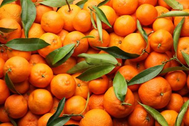 Arka plan olarak yeşil yapraklı taze mandalinalar.