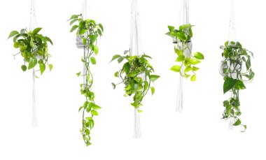 Yeşil asma ev bitkileri beyaz üzerine izole edilmiş, set