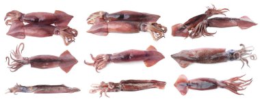 Beyazlar üzerinde izole edilmiş taze mürekkep balıkları.