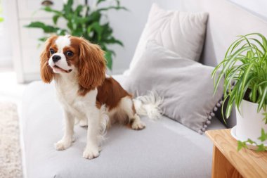 Kanepede sevimli bir köpek ve evdeki yeşil bitkiler.