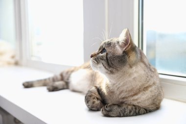 Evde pencere pervazında sevimli bir kedi, mesaj için de yer var.