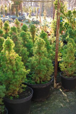 Pazarda saksılarda bir sürü küçük ladin ağacı var. Noel kutlaması