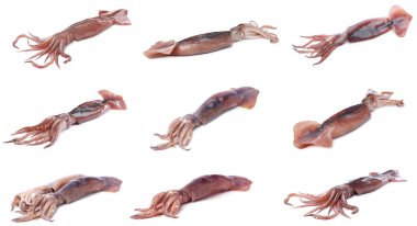 Beyazlar üzerinde izole edilmiş taze mürekkep balıkları.