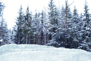 Dışarıda kar yağarken çok güzel bir orman. Kış mevsimi