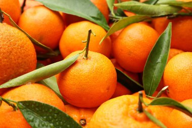 Yeşil yapraklı taze mandalinalar ve arka plan olarak su damlaları, yakın çekim