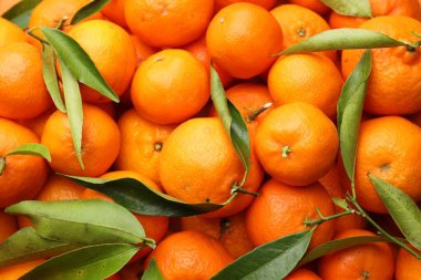 Arka plan olarak yeşil yapraklı taze mandalinalar.