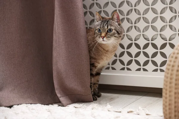 Evde kaloriferin yanında sevimli bir kedi var.