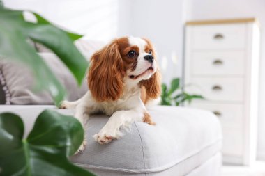 Kanepede sevimli bir köpek ve evde yeşil bitkiler, mesaj için yer.