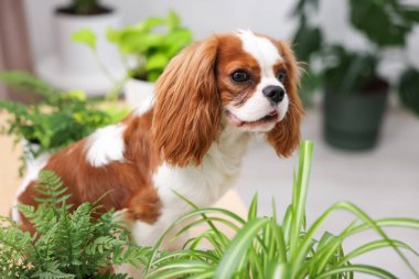 Masada sevimli köpek ve evde yeşil ev bitkileri, mesaj için yer