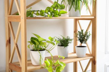 Kapalı alanda, ahşap raf ünitesinde farklı yeşil bitkiler var.