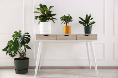 Beyaz masada ve yerde farklı yeşil bitkiler var.