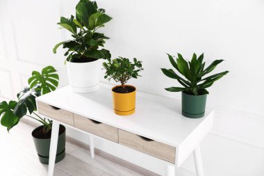 Beyaz masa ve zemin üzerinde farklı yeşil bitkiler, yakın plan.