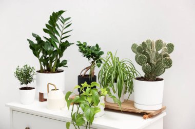 Beyaz duvarın yanındaki şifoniyerde farklı yeşil bitkiler ve su bidonu var.