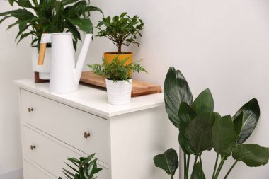 Beyaz duvarın yanındaki şifoniyerde farklı yeşil bitkiler ve su bidonu var.