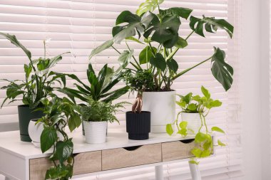 Pencerenin yanındaki masada farklı saksı bitkileri var.