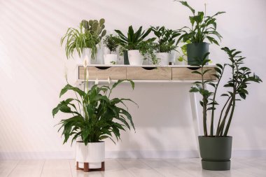 Masada ve evde farklı güzel saksılar var.