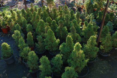 Pazarda saksılarda bir sürü küçük ladin ağacı var. Noel kutlaması
