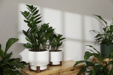 Beyaz duvarın yanındaki çömleklerde farklı güzel bitkiler, yakın plan.