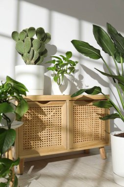 Beyaz duvarın yanındaki çömleklerde farklı güzel bitkiler.