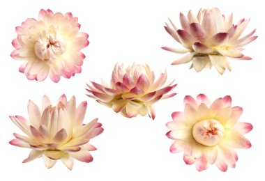 Kuru, korunmuş helezon çiçekleri beyaz ve sette izole edilmiş.