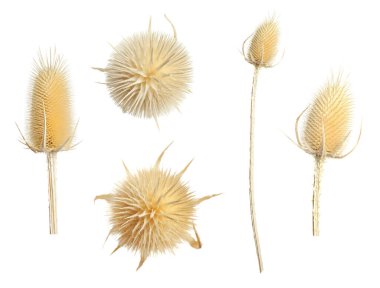 Kuru, korunmuş çiçekler beyazda izole edilmiş.