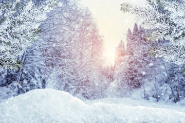 Güzel karlı ormanda sabah ya da akşam. Kış mevsimi