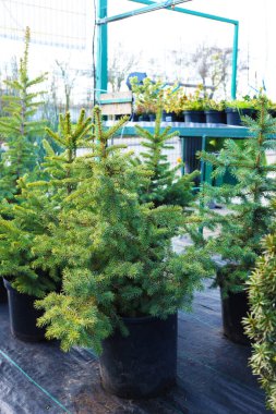 Pazarda saksılarda bir sürü küçük ladin ağacı var. Noel kutlaması