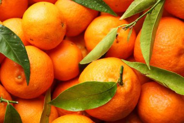 Yeşil yapraklı taze mandalinalar ve arka plan olarak su damlaları.