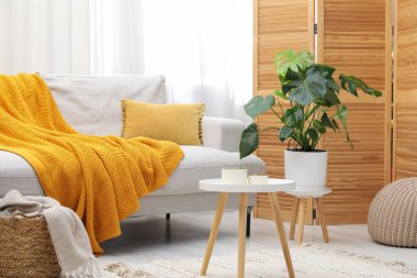 Canavar bitkisi ve rahat kanepesi olan şık bir oda. İç tasarım