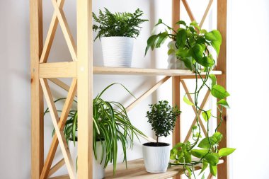 İçerideki ahşap raf ünitesinde farklı yeşil bitkiler var.