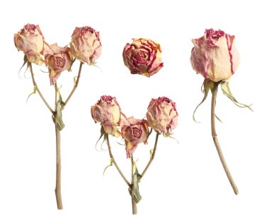 Kuru, korunmuş gül çiçekleri beyaz, set üzerinde izole