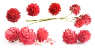 Kuru korunmuş gomphrena çiçekleri beyaz sette izole edilmiş.