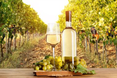 Şişe ve bardakta şarap, üzüm bağında taze üzüm.