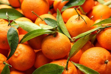 Yeşil yapraklı taze mandalinalar ve arka plan olarak su damlaları, yakın çekim