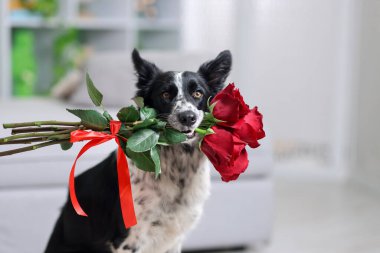 Kırmızı güllü şirin bir Border Collie köpeği, yakın plan.
