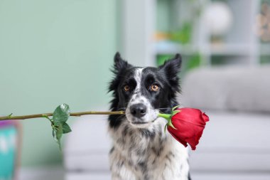 Kırmızı güllü şirin bir Border Collie köpeği, yakın plan.